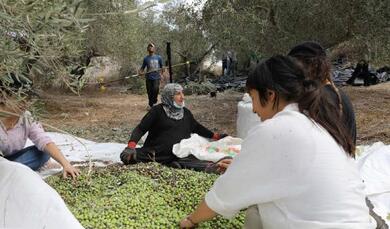 Olive Harvest Campaign: Community members, volunteers, and protection partners in joint action. © PARC, 2024
