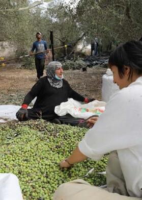 Olive Harvest Campaign: Community members, volunteers, and protection partners in joint action. © PARC, 2024