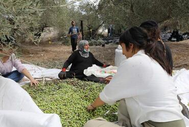 Olive Harvest Campaign: Community members, volunteers, and protection partners in joint action. © PARC, 2024